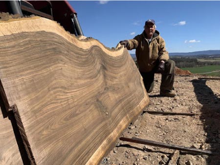 person posing next to wooden slab from large dwindling tree